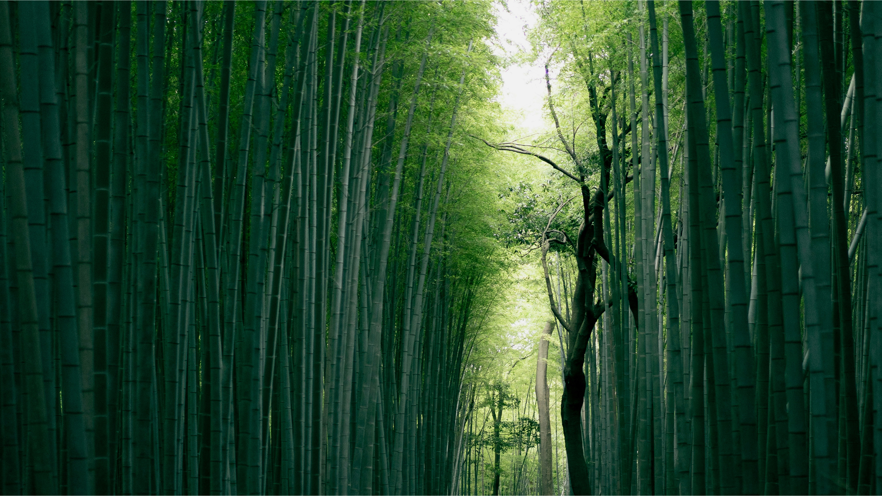 Premium Experience 2