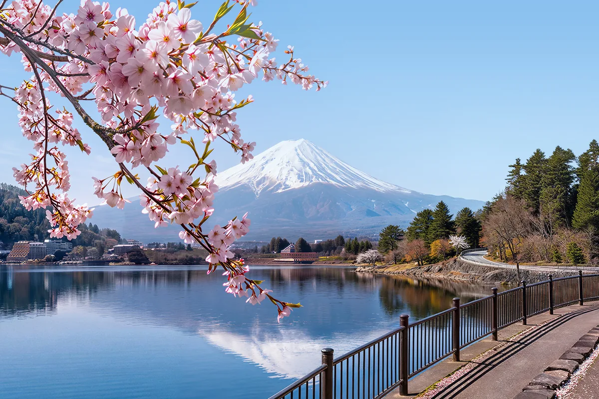 Ranting bunga sakura di tepi danau dengan Gunung Fuji di kejauhan, Jepang.